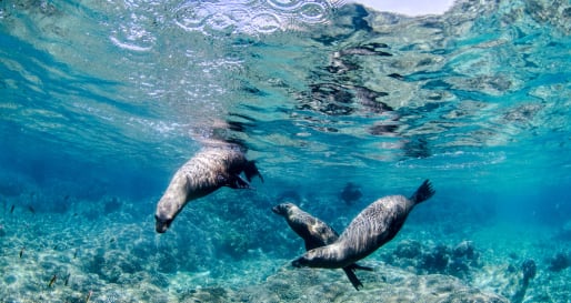 Sea Lions 