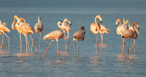 Flamingos - Wildlife Viewing Celestun