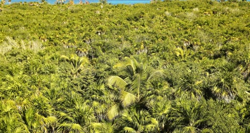 Jungle - Sian Ka'an Biosphere Reserve