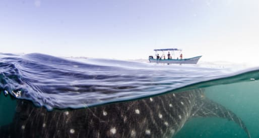 Epic Baja California  