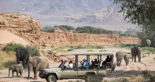Desert-adapted elephant in dry river bed  