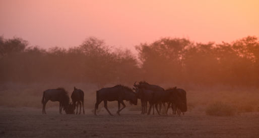 Wildebeest at sunset - Safarihoek Lodge