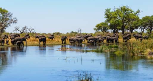 Elephants on the riverbank - Shametu River Lodge & Campsite