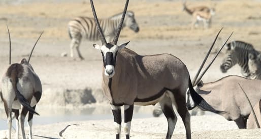 Oryx in Etosha 
