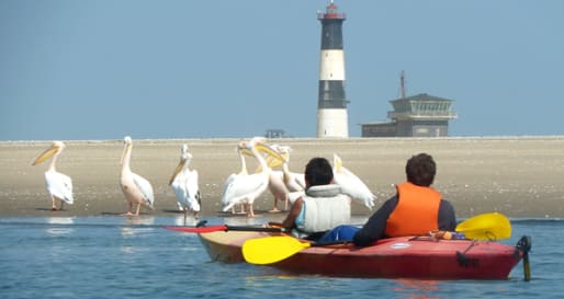 Kayak Safari