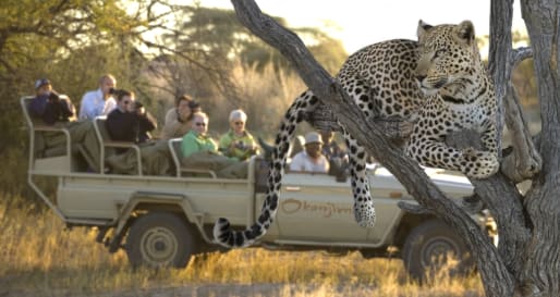 Game drives from Okonjima 