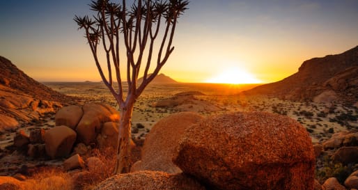 Quiver Tree, Damaraland - Northern Namibia & The Skeleton Coast