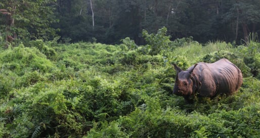 Rhino - Game drives in Chitwan National Park