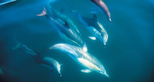 Dolphins - Dolphin Encounter