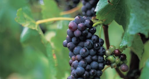 Private Wine Tour