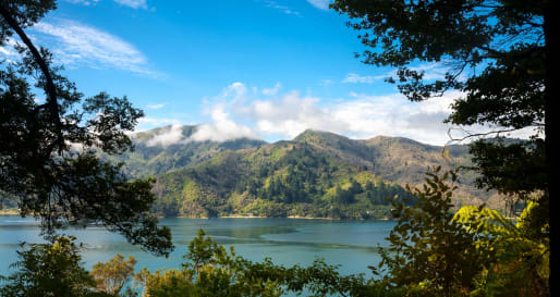 Queen Charlotte Track - Private Guided Hike on Queen Charlotte Track 