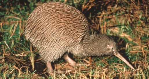 Rainbow Springs and Kiwi Encounter