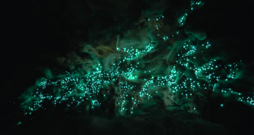 Te Anau Glowworm Caves - Lake Te Anau