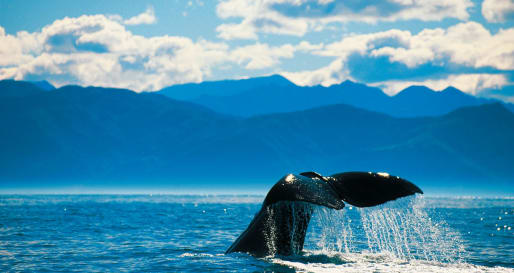 Whale watching in Kaikoura