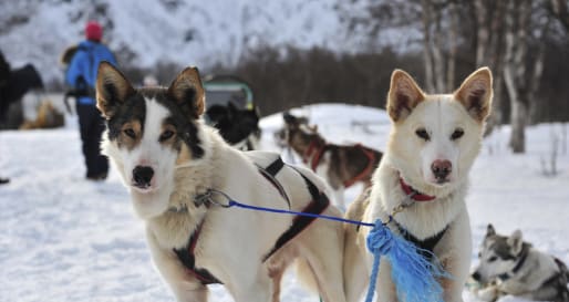 Huskies - Dog Sledding Excursion
