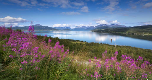 Lyngen Fjord - Sea safari in Northern Norway