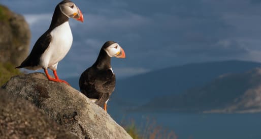 Puffins  - Wildlife Sea Safari