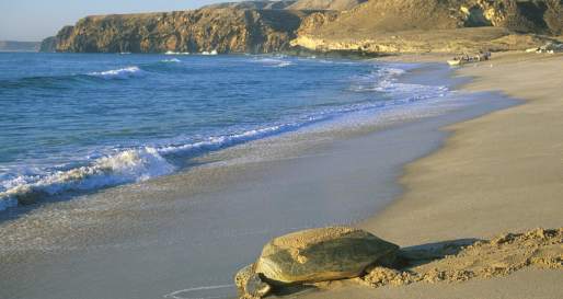 Beach - Ras al Jinz Turtle Reserve