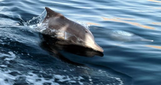 Dolphin watching - Beach Picnic Day Trip