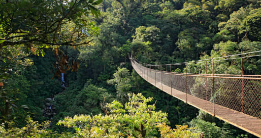 hanging bridge 
