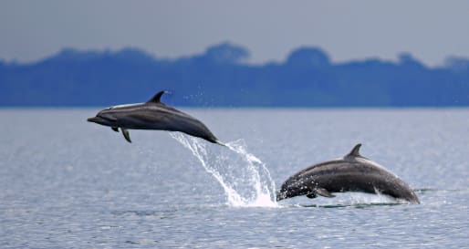 Dolphins 