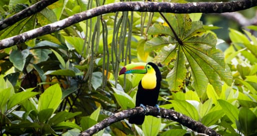 Toucan 