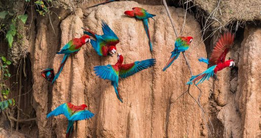 Macaw Claylick