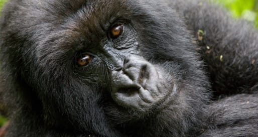Gorilla - Twin Centre Rwanda and Cape Town