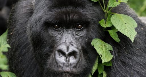 Mountain Gorilla