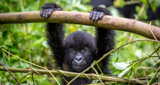 Young gorilla - Primates, Predators and Paradise