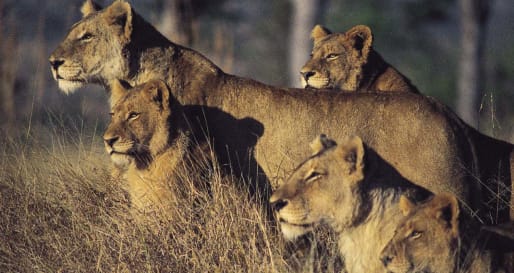 Lion - 4WD Game Drives