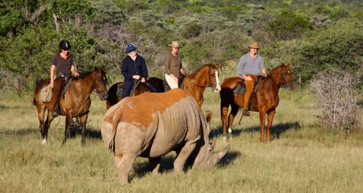 Rhino trakking on horseback 