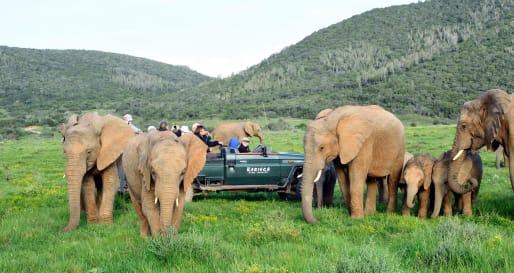 Game drive at Kariega