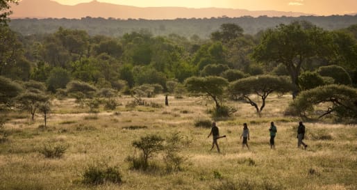 Bush Walk - Activities at Lion Sands
