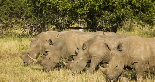 Rhinos 
