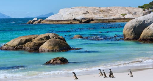   Penguins in Cape Town 