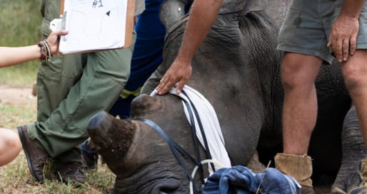 Rhino vet work 