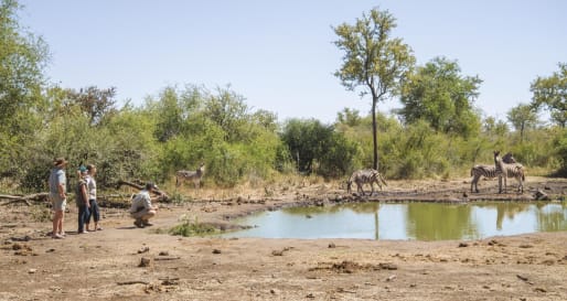 Bush Walk - Game Drives & Bush Walks 