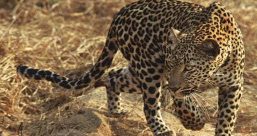 Leopard - Sabi Sands