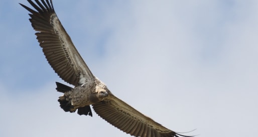 Cape Vulture - Birding