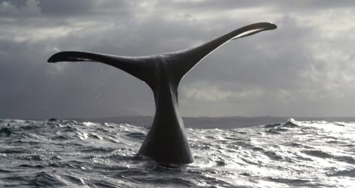 Southern Right Whale - Hermanus