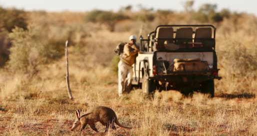 Kalahari safari