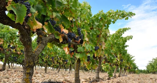 Vineyards - La Rioja wine region