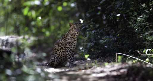 Magical sightings - Wilpattu National Park