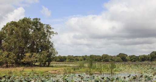 Landscape - The Mudhouse