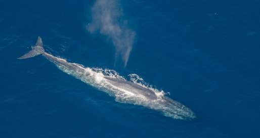 Aerial Whale Watching 