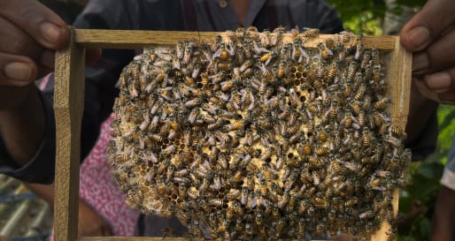 Bee Keeping 