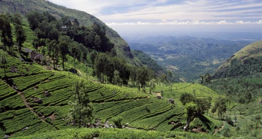 Tea Hills - Explore the Tea Plantations
