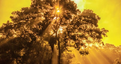 Jeep Safari  - Golden Sun in Wilpattu