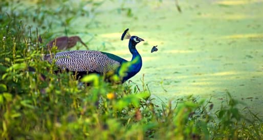 Peacock - Jeep Safari at Yala National Park